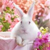 Flowers Rabbit