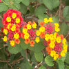 Jigsaw: Colorful Flowers