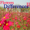 Flowers Differences 2